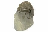 Triassic Ammonite (Ceratites nodosus) Fossil - Germany #243505-1